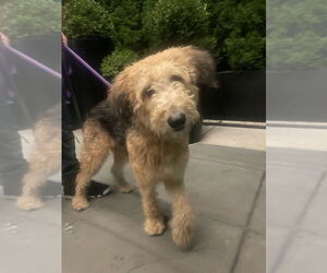 Airedale Terrier Dogs for adoption in Brooklyn, NY, USA