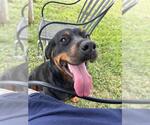 Small #1 Rottweiler