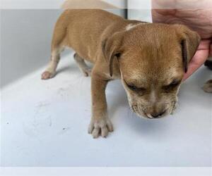 American Pit Bull Terrier-Unknown Mix Dogs for adoption in Houston, TX, USA