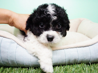 Shih-Poo Puppy for sale in LAS VEGAS, NV, USA