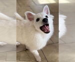 Small #1 American Eskimo Dog