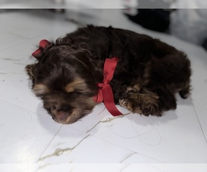 Cocker Spaniel Puppy for sale in MOSES LAKE, WA, USA