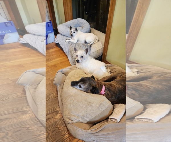 Medium Photo #9 Mutt Puppy For Sale in Germantown, OH, USA