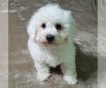 Small Photo #1 Bichon Frise Puppy For Sale in STAFFORD SPRINGS, CT, USA