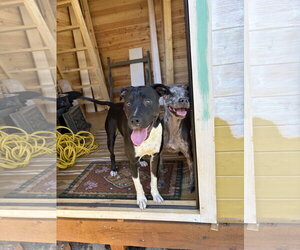 Rhamona - Female Labrador Retriever-Unknown Mix Dog for Adoption - Photo #8