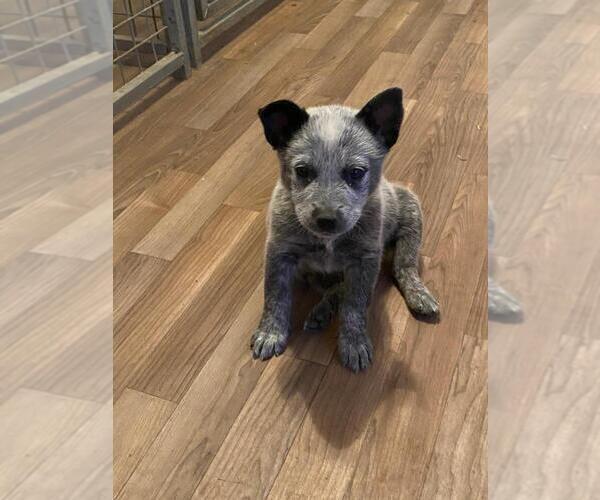 Medium Photo #3 Australian Cattle Dog Puppy For Sale in BRIGGSDALE, CO, USA
