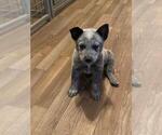 Small #2 Australian Cattle Dog