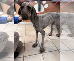 Small #1 Poodle (Standard)