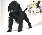 Small Photo #2 Bossi-Poo Puppy For Sale in BRISTOL, IN, USA
