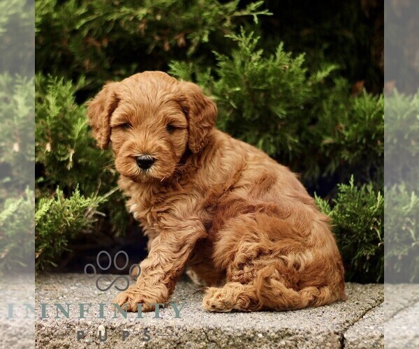 Medium Photo #2 Goldendoodle (Miniature) Puppy For Sale in KINZERS, PA, USA