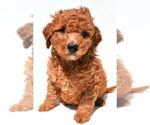 Small #39 Goldendoodle mix (+ Poodle Miniature)