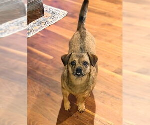 Chug Dogs for adoption in Holly Springs, NC, USA