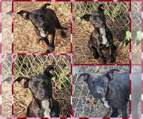 Medium Photo #2 Rat-Cha Puppy For Sale in Blacksburg, SC, USA