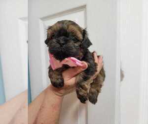 Shih Tzu Puppy for Sale in SEBRING, Florida USA