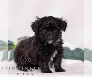 Pembroke Welsh Corgi-Poodle (Miniature) Mix Puppy for sale in EAST EARL, PA, USA