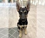 Small #4 German Shepherd Dog