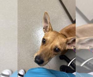 Chihuahua-Unknown Mix Dogs for adoption in Las Vegas, NV, USA