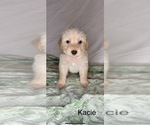 Small #2 Labradoodle