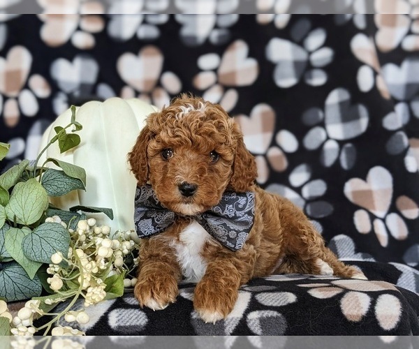 Medium Photo #5 Cavapoo Puppy For Sale in QUARRYVILLE, PA, USA