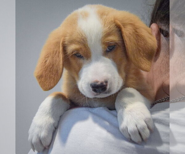 Medium Photo #4 Golden Shepherd Puppy For Sale in Huntley, IL, USA