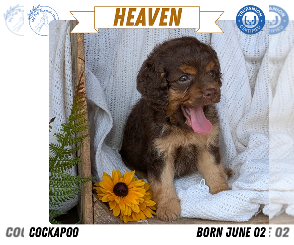 Medium Photo #12 Cock-A-Poo Puppy For Sale in GOSHEN, IN, USA