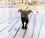Small Photo #3 Labrador Retriever-Unknown Mix Puppy For Sale in Boston, MA, USA