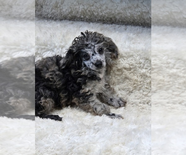 Medium Photo #2 Poodle (Toy) Puppy For Sale in JASONVILLE, IN, USA
