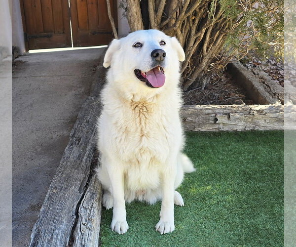 Medium Photo #4 Labrenees Puppy For Sale in Albuquerque, NM, USA