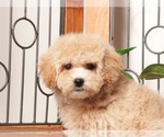 Small Photo #3 Maltipoo (Miniature) Puppy For Sale in NAPLES, FL, USA