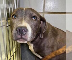 American Pit Bull Terrier-Unknown Mix Dogs for adoption in San Antonio, TX, USA