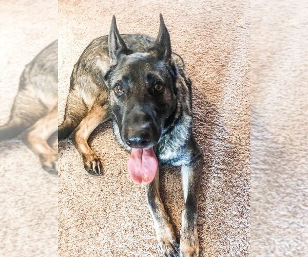 Medium Photo #6 German Shepherd Dog Puppy For Sale in Rolesville, NC, USA