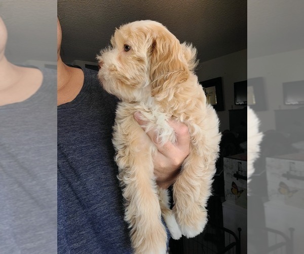 Medium Photo #8 Lhasa Apso Puppy For Sale in PHOENIX, AZ, USA