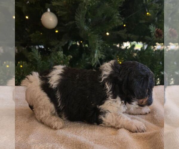 Medium Photo #5 Bernedoodle (Miniature) Puppy For Sale in NEW HOLLAND, PA, USA