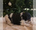 Small #4 Bernedoodle (Miniature)