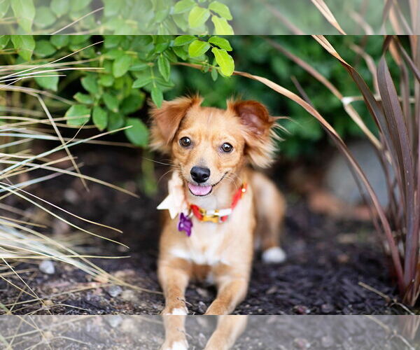 Medium Photo #6 Chiweenie Puppy For Sale in Corona, CA, USA