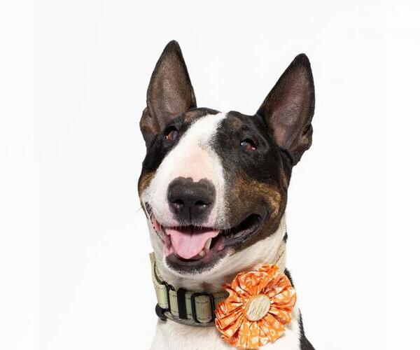 Medium Photo #2 Bull Terrier Puppy For Sale in Santa Maria, CA, USA