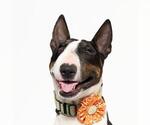 Small #1 Bull Terrier