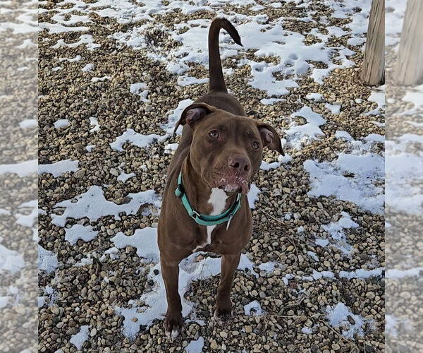 Medium Photo #3 Labrador Retriever-Unknown Mix Puppy For Sale in Estherville, IA, USA