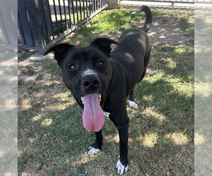 Labrador Retriever-Unknown Mix Dogs for adoption in Riverside, CA, USA