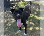 Small Labrador Retriever Mix
