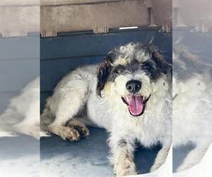 Miniature Schnauzer-Poodle (Miniature) Mix Dogs for adoption in Waco, TX, USA