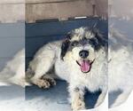 Small Miniature Schnauzer-Poodle (Miniature) Mix