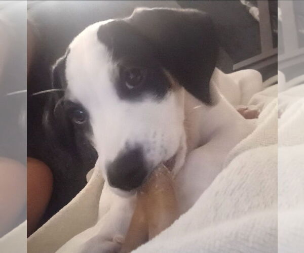 Medium Photo #3 Beagle-Unknown Mix Puppy For Sale in Chester, VA, USA