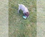 Small Photo #13 German Shorthaired Pointer Puppy For Sale in COSHOCTON, OH, USA