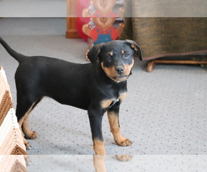 Bluetick Coonhound-Labrador Retriever Mix Puppy for sale in SHILOH, OH, USA