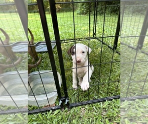 American Pit Bull Terrier Puppy for sale in NEWNAN, GA, USA