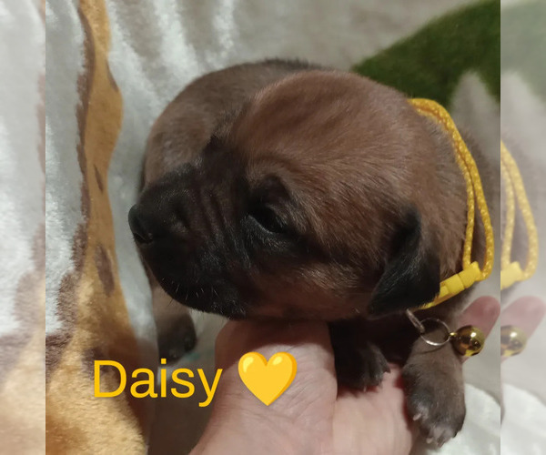 Medium Photo #6 Rhodesian Ridgeback Puppy For Sale in ASBURY, MO, USA