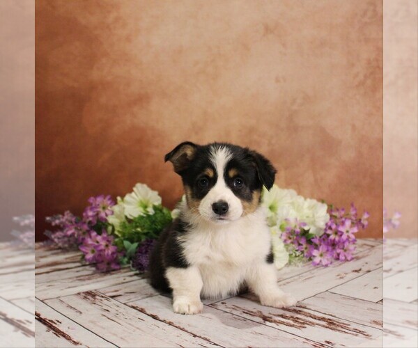 Medium Photo #3 Pembroke Welsh Corgi Puppy For Sale in COATESVILLE, PA, USA