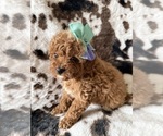 Small #1 Cavapoo (Miniature)