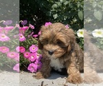 Small #3 Lhasa Apso-Poodle (Toy) Mix